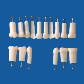 A4AN-900, Simple Root Primary Tooth Model #52