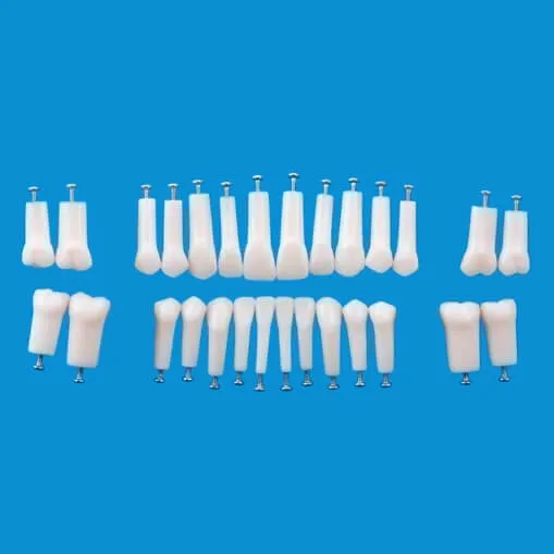 A5AN-200، نموذج سن دائم بجذر واحد رقم 11