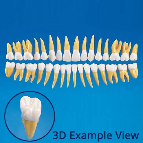 B10-330, 2.5X Size Anatomical Tooth Model #47