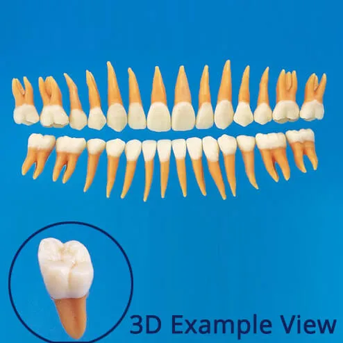 B2-306, Anatomical Tooth Model (28 Teeth Set)