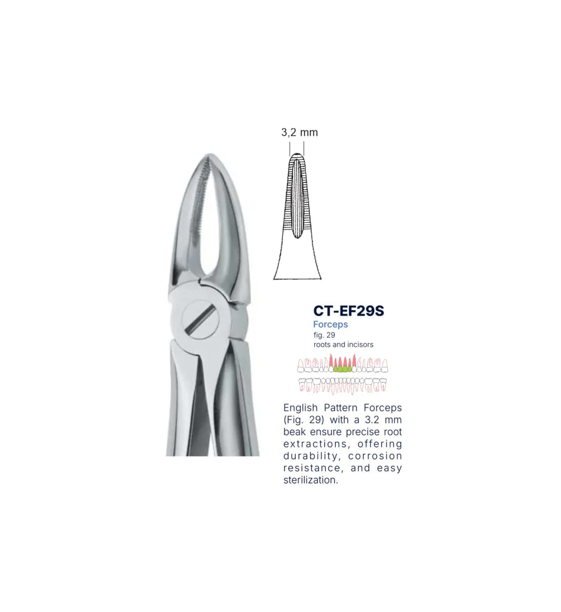Dental Extraction Forceps 29, Standard Handle