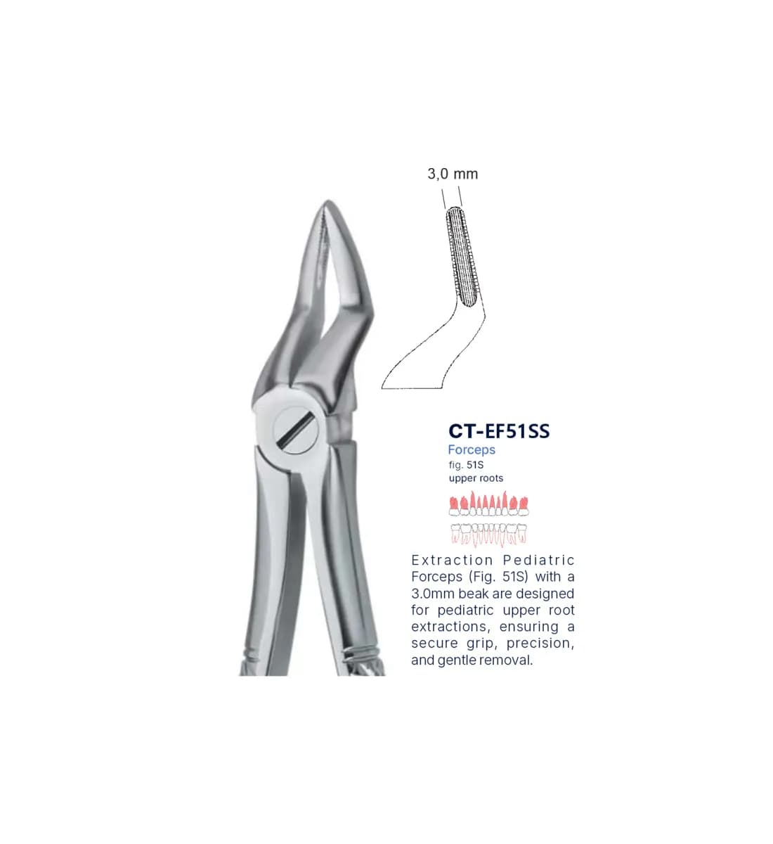 Dental Extraction Forceps 51S, Standard Handle