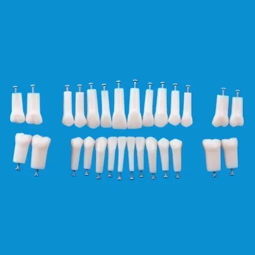 A5AN-200، نموذج سن دائم بجذر واحد #11