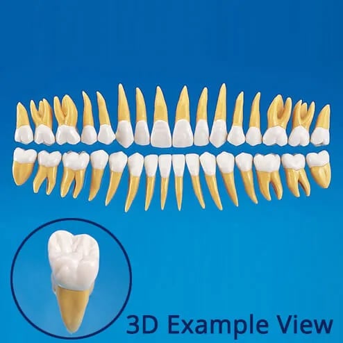 B10-330، نموذج سن تشريحي بمقاس 2.5X رقم 46