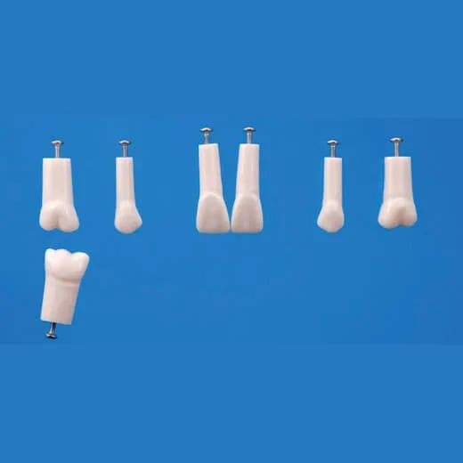 A12AN-200, Endodontic Tooth Model #21
