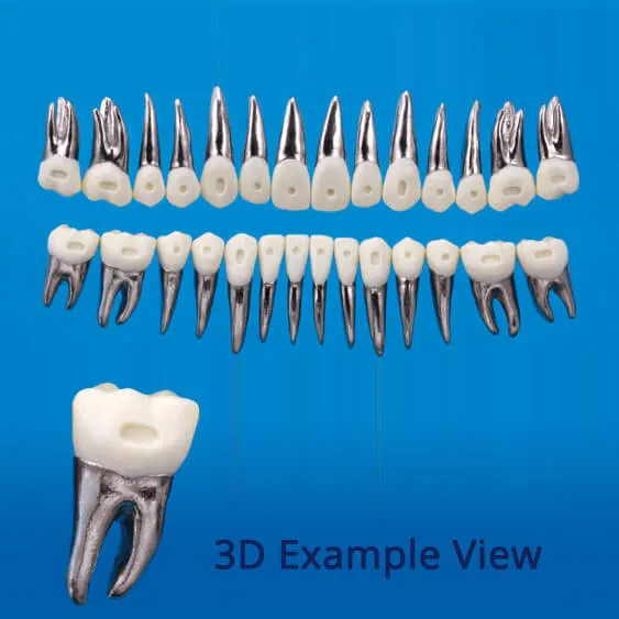 B9-500D، نموذج أسنان Typodont مع تقويم (28 سنًا)